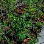 Muchovník kanadský (Amelanchier canadensis) ´LAMARCKII´ – výška 100-150 cm, kont. C5L